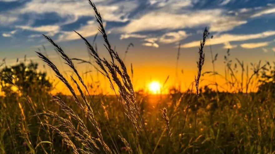 Il grano, dai campi alla tavola: appuntamento con Confagricoltura e Festa della Mietitura di Chiesuola | Latinanews.eu