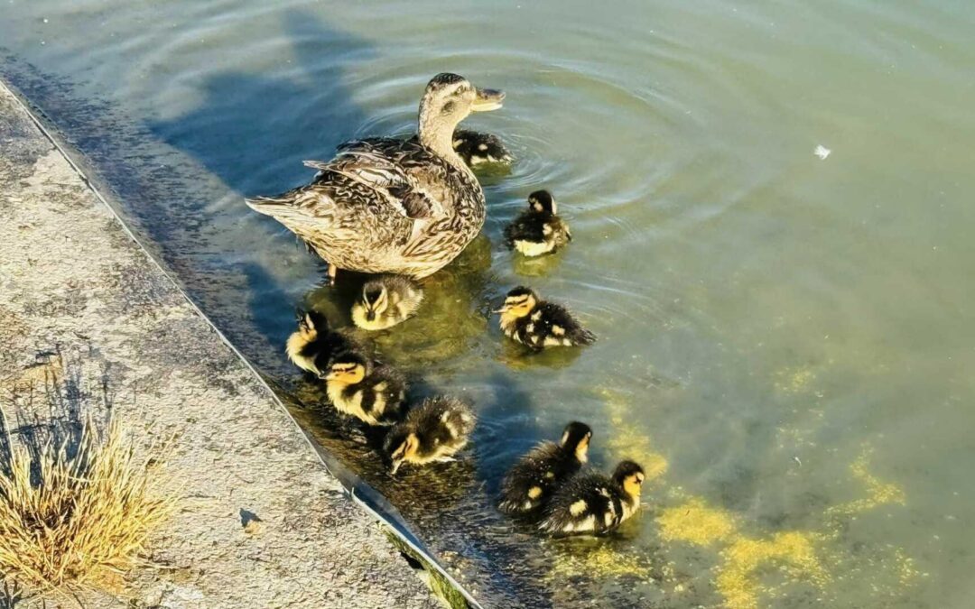 Latina, nuove nascite nel laghetto di Parco San Marco | Radioluna