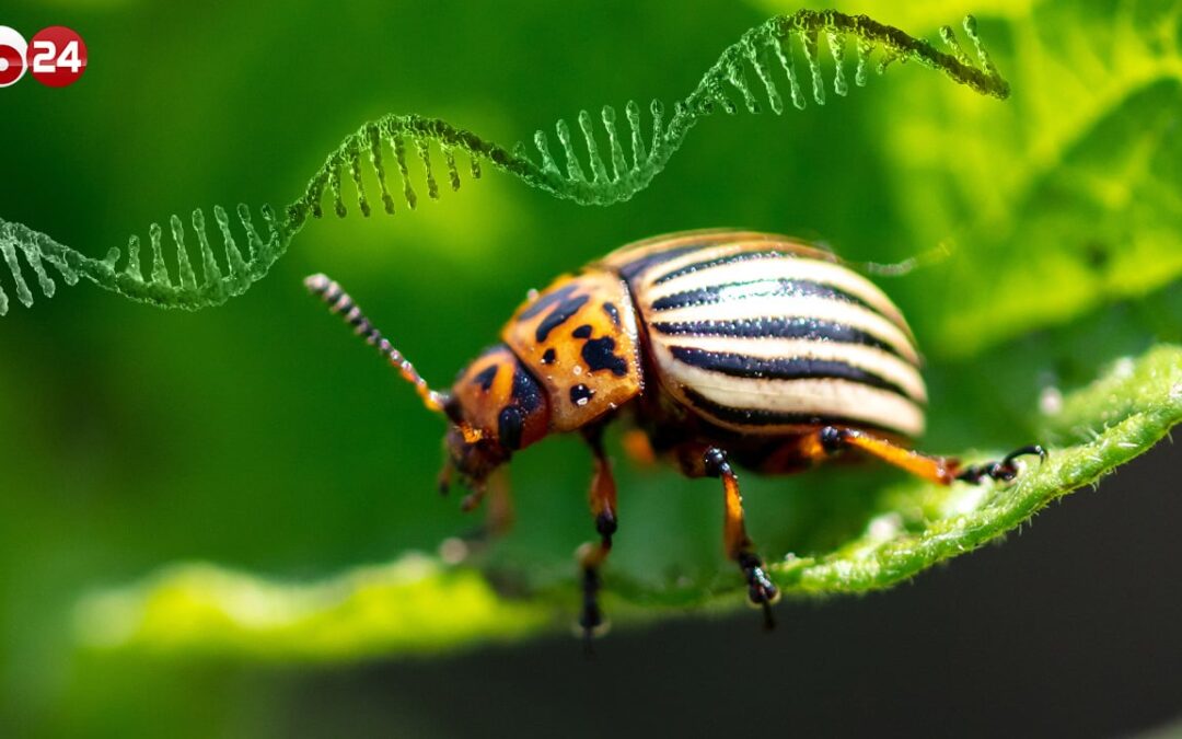 PESTICIDI mRNA, SPERIMENTAZIONI IN CORSO DAL COLEOTTERO DELLA PATATA ALLE ZANZARE | Byoblu.com