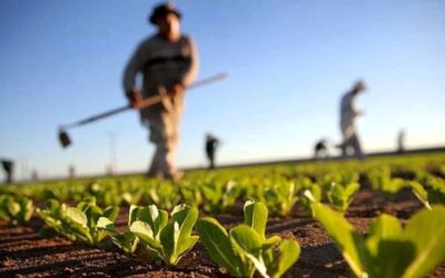 Distretto del cibo dell’Agro Pontino bocciato da Coldiretti | Latinatoday