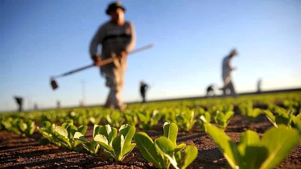 Distretto del cibo dell’Agro Pontino bocciato da Coldiretti | Latinatoday