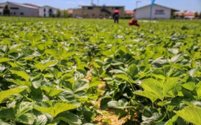 SERVIZIO CIVILE AGRICOLO, SINISTRA ITALIANA LAZIO: “OFFESA ALLE VITTIME DI CAPORALATO” | Latinatu