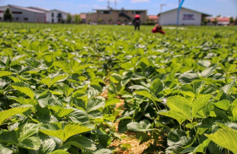 SERVIZIO CIVILE AGRICOLO, SINISTRA ITALIANA LAZIO: “OFFESA ALLE VITTIME DI CAPORALATO” | Latinatu