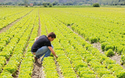 Bando regionale per giovani agricoltori, ennesima proroga. Coldiretti: “Speriamo sia l’ultima” | Latinatoday