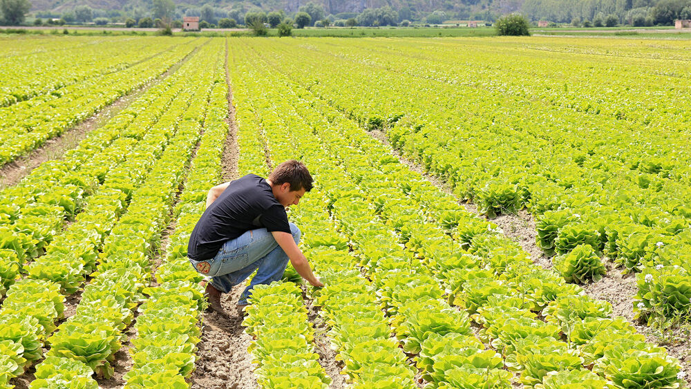 Bando regionale per giovani agricoltori, ennesima proroga. Coldiretti: “Speriamo sia l’ultima” | Latinatoday