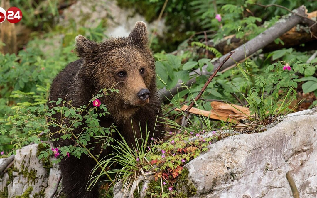 ORSI E LUPI FANNO PAURA. IN TRENTINO LO DICE UNA CONSULTAZIONE POPOLARE | Byoblu.com