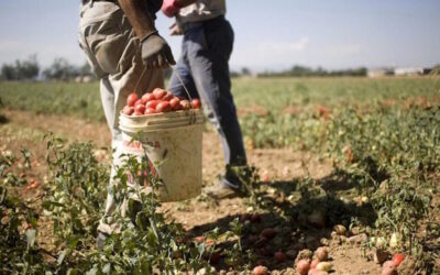 Violazioni su salute e sicurezza sul lavoro: azienda agricola sospesa | Latinatoday