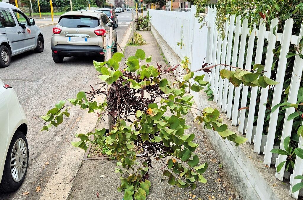 “AIUTATECI A FERMARE CHI SPEZZA GLI ALBERI”, L’APPELLO DEI VOLONTARI DEL PARCO SAN MARCO | Latinatu