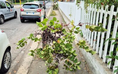 “AIUTATECI A FERMARE CHI SPEZZA GLI ALBERI”, L’APPELLO DEI VOLONTARI DEL PARCO SAN MARCO | Latinatu