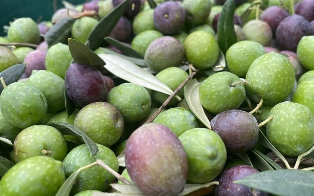 La raccolta delle olive crolla del 60% in provincia di Latina, ma l’olio sarà migliore | Latinatoday