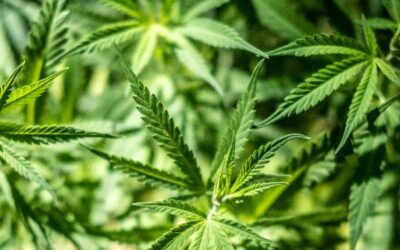 Stop cannabis light, emendamento governo al ddl sicurezza | Ilsole24ore.com